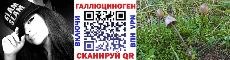 Псилоцибиновые грибы Psilocybine cubensis  Яхрома 